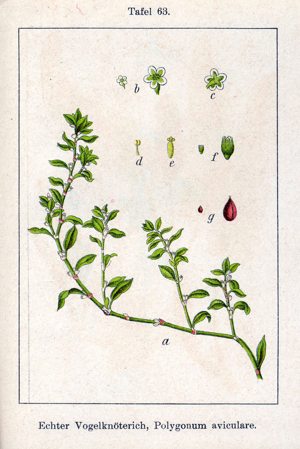 Polygonum aviculare Sturm63.jpg © Johann Georg Sturm (Painter: Jacob Sturm)