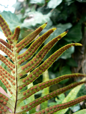 Polypodium cambricum 002.jpg © Johan N