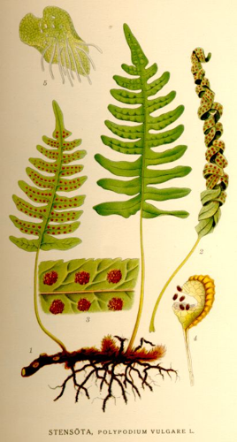 Polypodium vulgare-NF.jpg © Commons
