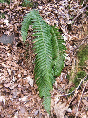Polystichum aculeatum.jpg © No machine-readable author provided. MPF assumed (based on copyright claims).