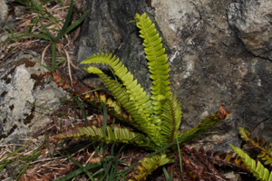 Polystichum lonchitis 5579.JPG © Walter Siegmund (talk)