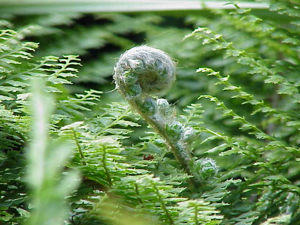Polystichum setiferum0.jpg © Kurt Stüber [1]