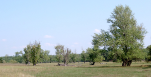 Populus nigra kz1.jpg © Kenraiz