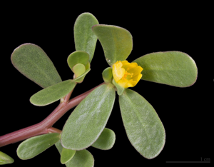 Portulaca oleracea MHNT.jpg © Didier Descouens