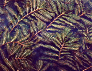 PotamogetonCrispus.jpg © Commons