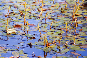 PotamogetonNatans.jpg © Christian Fischer