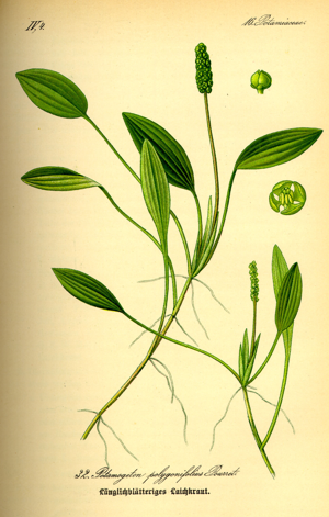 Illustration Potamogeton polygonifolius0.jpg © Commons
