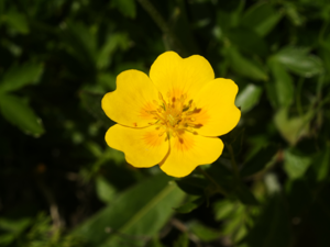 Potentilla aurea (flower).jpg © Hans Hillewaert