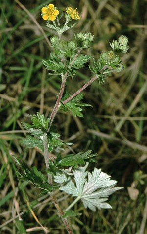 Potentilla argentea1 eF.jpg © Commons