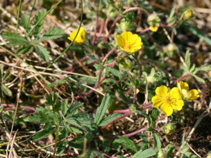 Potentilla heptaphylla.jpeg © Kristian Peters -- Fabelfroh 10:08, 7 May 2007 (UTC)