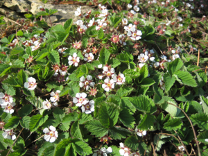 Potentilla micrantha 02.jpg © Michael Wolf