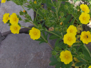 Potentilla recta a1.jpg © Jerzy Opioła