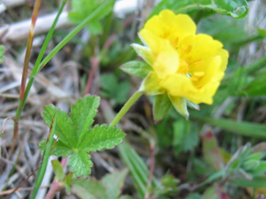 Potentilla reptans blatt.jpeg © Kristian Peters -- Fabelfroh 4 July 2005 19:06 (UTC)