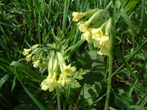 Essex Oxlip - geograph.org.uk - 403865.jpg © susan mccall