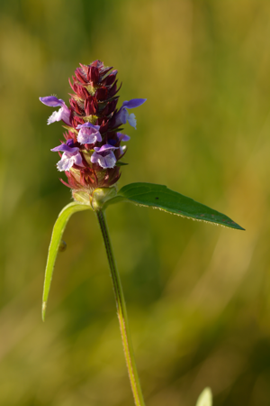 Prunella vulgaris - harilik käbihein.jpg © Ivar Leidus