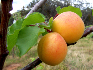 Apricots.jpg © Fir0002