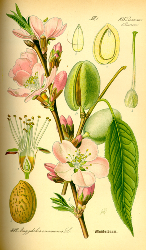Illustration Prunus dulcis0.jpg © Commons
