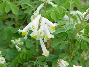 Corydalis ochroleuca0.jpg © Kurt Stüber [1]