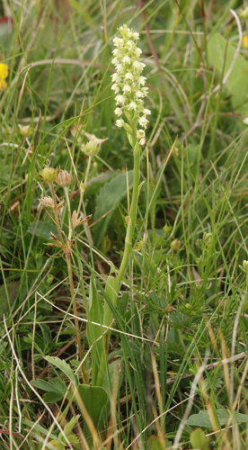 Pseudorchis albida 090705a.jpg © Commons