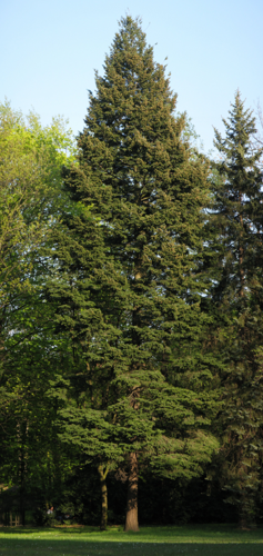 Pseudotsuga menziesii Poland.jpg © Crusier