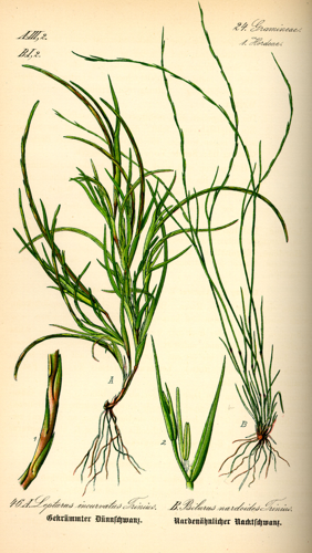 Illustration Psilurus incurvus0.jpg © Commons