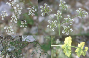 Ptychotis saxifraga - col de jou - 66 - Laurent Sicart.jpg © Laurent Sicart