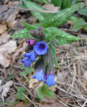 Pulmonaria affinis.jpg © © Jean Tosti; User:Jeantosti