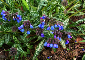 Pulmonarialongifolia.jpg © peganum