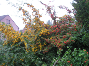 Feuerdorn (Pyracantha coccinea).JPG © noebse