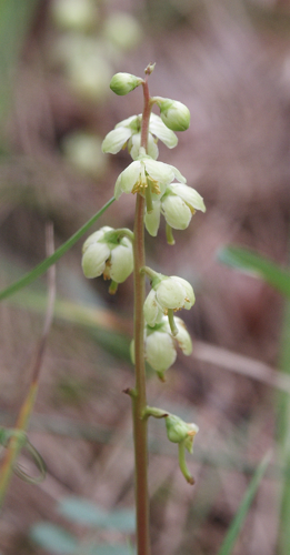 Pyrola chlorantha 260507.jpg © Bernd Haynold