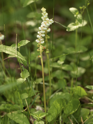 Pyrola minor LC0230.jpg © Jörg Hempel