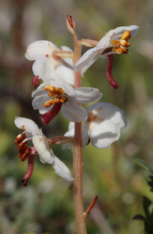 Pyrola rotundifoliaglesyn-y-gaeaf deilgrwn.jpg © Alun Williams333