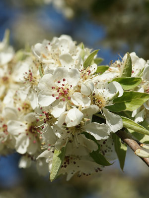 Pyrus amygdaliformis (flowers).jpg © Hans Hillewaert