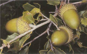 Quercus coccifera.jpg © No machine-readable author provided. Carlosblh assumed (based on copyright claims).