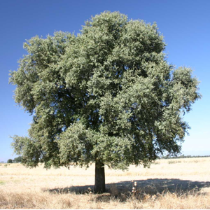 Quercus ilex rotundifolia.jpg © Commons