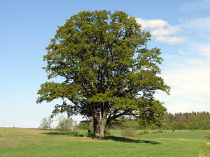 Paprastasis azuolas.JPG © Algirdas at Lithuanian Wikipedia