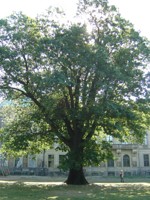 Image Northen Red Oak Dresden06.JPG © Djlayton4 at English Wikipedia