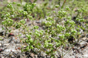 Zwerglein(Radiola linoides).jpg © Hajotthu