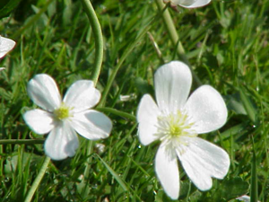 Ranunculus aconitifolius1.jpg © Kurt Stüber [1]