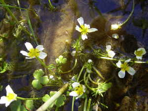 Ranunculus aquatilis plant.jpg © Commons