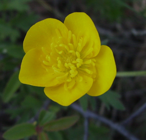 Flor ranuncle arvense 2007.JPG © Victor M. Vicente Selvas