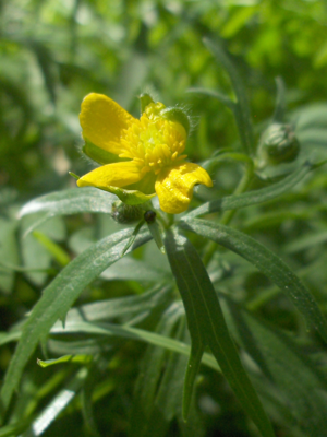 Ranunculus auricomus.jpg © Stemonitis