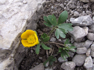 Ranunculus oreophilus a1.jpg © Jerzy Opioła