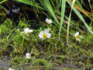 Ranunculus circinatus LC0078.jpg © Jörg Hempel
