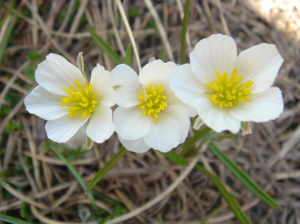Ranunculus pyrenaeus 1.jpg © Ghislain118 http://www.fleurs-des-montagnes.net