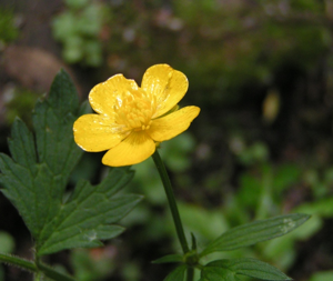 Creeping butercup close 800.jpg © Commons