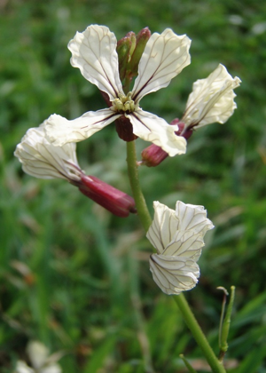 Wild Radish.jpg © Joanna Voulgaraki