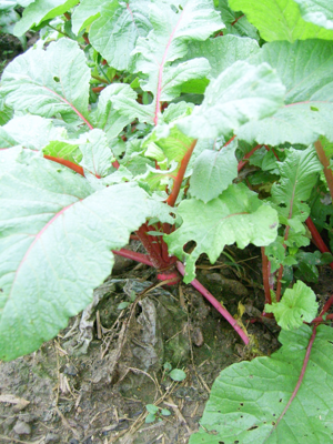 Raphanus sativus leaf.JPG © Commons