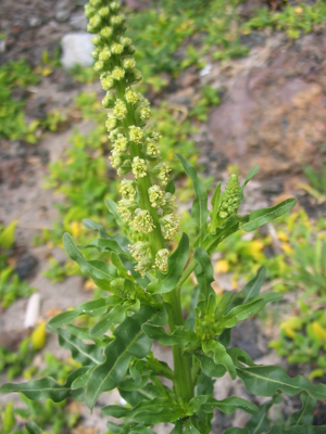 Reseda luteola (Flowers).jpg © Ixitixel