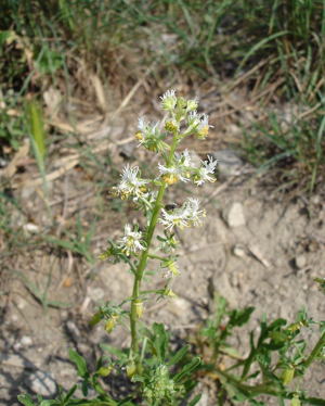 Reseda phyteuma1.jpg © Commons